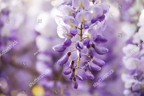 Ветка глицинии