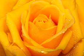 Желтая роза с капельками воды