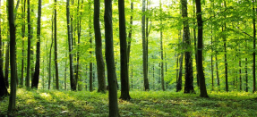 Зеленый лес