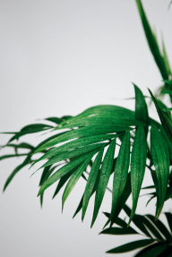 Тропические листья