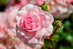 Чайная роза