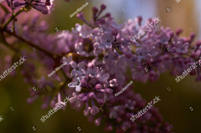 Сирень в дымке