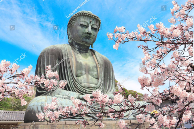 Великий Будда и цветы сакуры в Японии