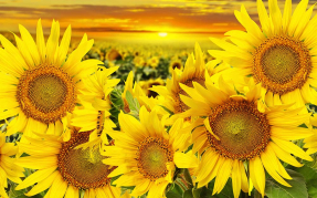 Красивые подсолнухи