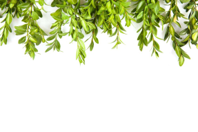 Свисающие листья