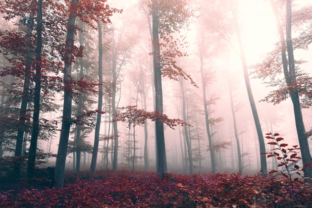 Багряний ліс в тумані