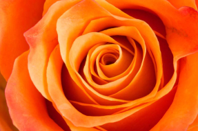 Оранжевая роза