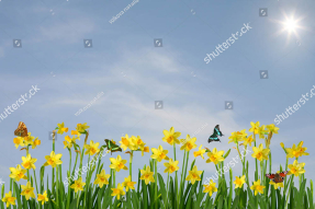 Нарциссы на фоне неба