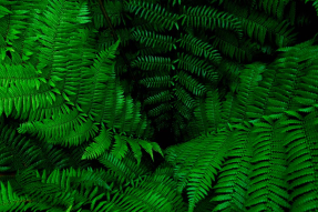 Куст папоротника