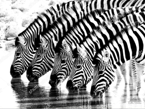 Зебры
