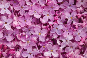 Сиреневый фон