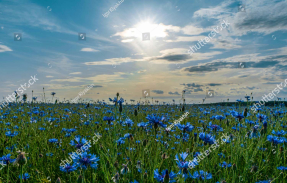 Полевые цветы