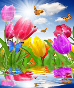 Разноцветные тюльпаны