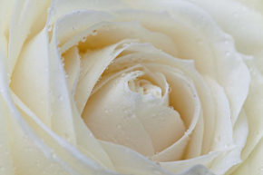 Картины Белая роза