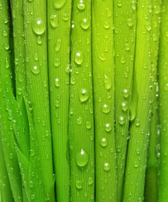 Роса на траве