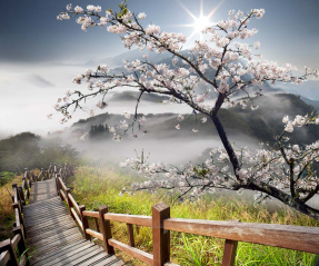 Дикая вишня