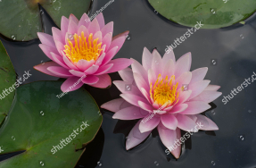 Красивые кувшинки