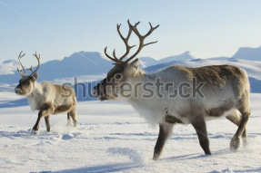 Северные олени