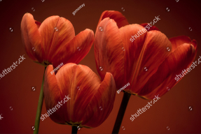 Алые тюльпаны