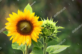 Подсолнухи