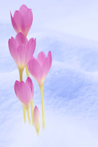 Нежные крокусы