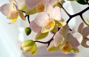 Ветка орхидеи