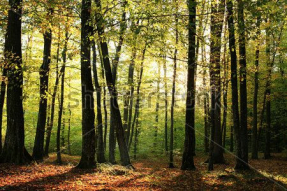 Осенний лес