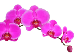 Веточка орхидеи