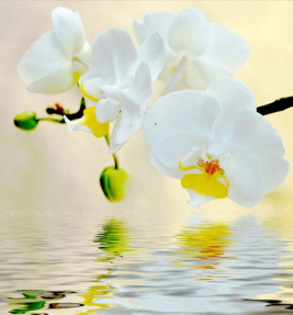 Орхидеи в отражении