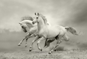 Картины Белые лошади