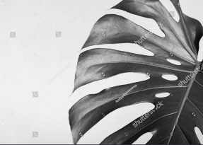 Лист монстеры