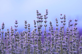 Лаванда из Прованса
