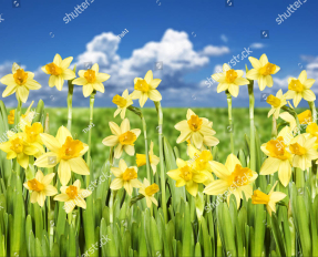 Нарциссы солнечным днем