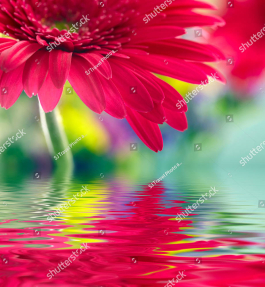 Герберы над водой