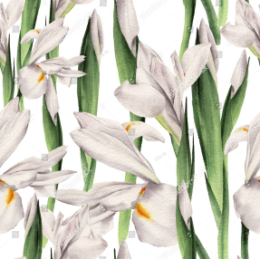 Белые ирисы