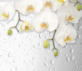 Картины Белая орхидея