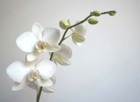 Орхидеи на ветке