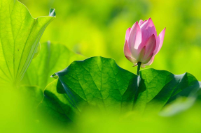 Лотос в листьях