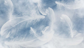 Перья на ветру