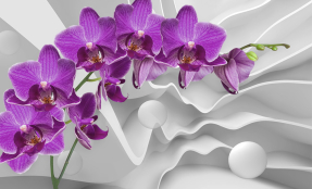 Орхидея на белом фоне