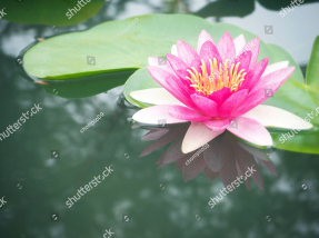 Кувшинка на воде