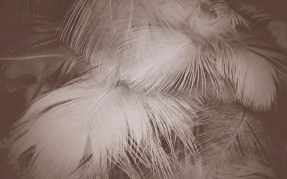 Нежные перья