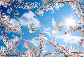 Небо и голуби