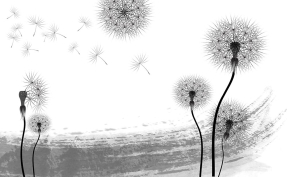 Одуванчики в цвету 