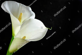 Каллы на черном фоне