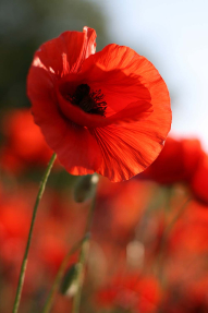 Красный мак