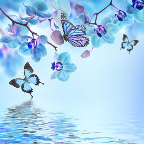 Голубые орхидеи