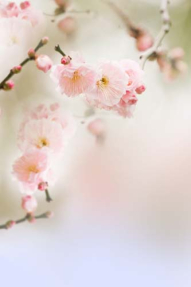 Розовые цветы вишни