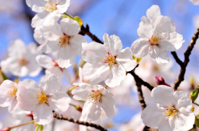 Цветущая вишня