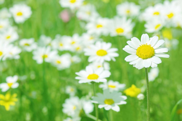 Ромашковое поле